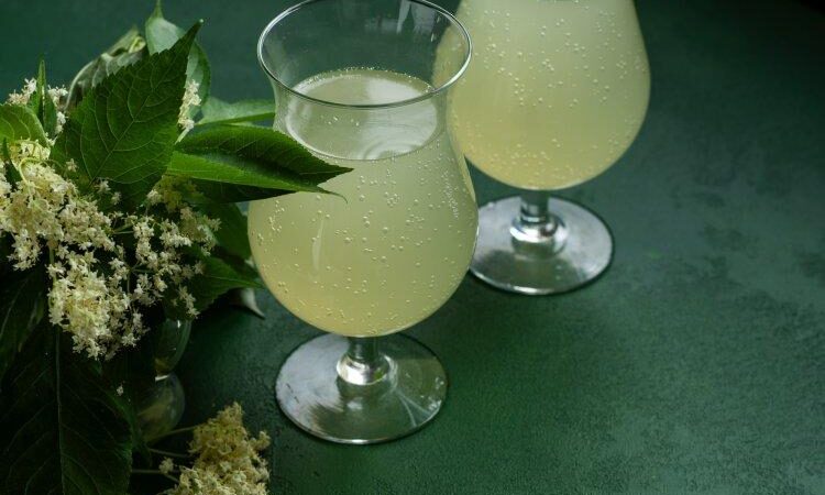 5 отличных рецептов кваса из лиственницы