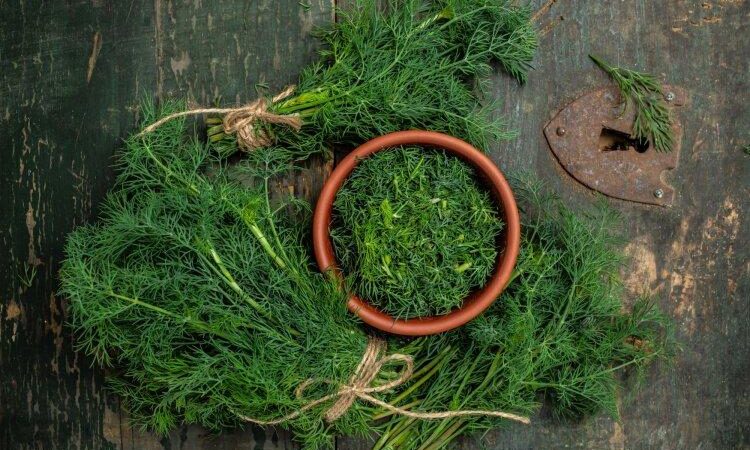 Как заморозить укроп на зиму: 10 самых легких и быстрых рецептов